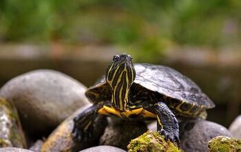 Eastern Painted Turtle