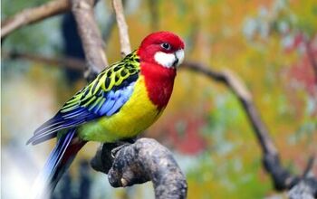 Eastern Rosella