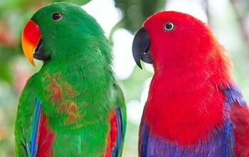 Eclectus Parrot