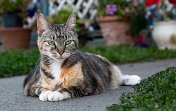 Elderly Cats Saved Thanks to Cat Retirement Village