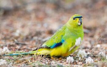 Elegant Parrot