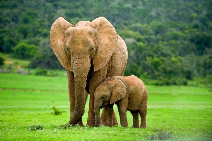 elephants might use unique names for each other just like us humans, Claudia Paulussen Shutterstock