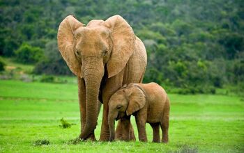 Elephants Might Use Unique Names For Each Other, Just Like Us Humans