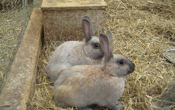 Enderby Island Rabbit