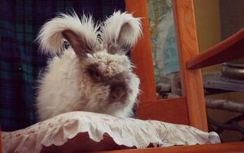 English Angora Rabbit