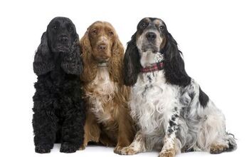 English Cocker Spaniel