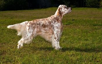 English Setter