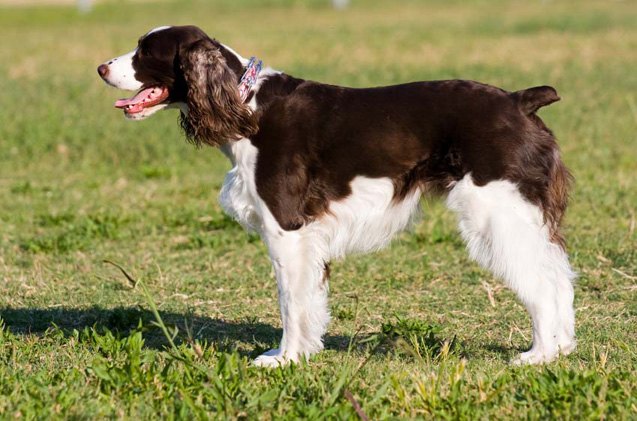 english springer spaniel