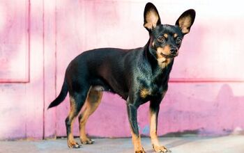 English Toy Terrier