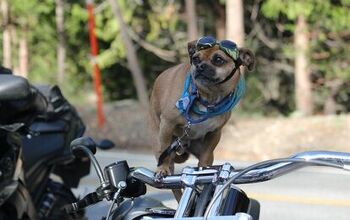 Enter Your Biker Dog In The Tails &#038; Tailpipes Biketoberfest  Phot