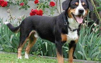 Entlebucher Mountain Dog