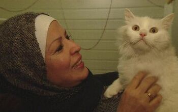 Epic Journey of Refugee Cat Will Have You Cutting Onions [Video]