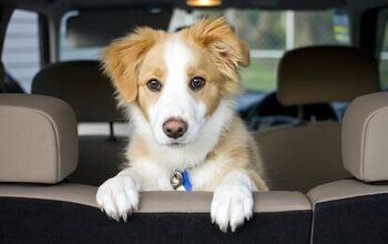 Essential Gear for the Dog-Friendly Road Trip