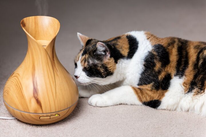 essential oils and cats a few precautions