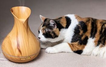 Essential Oils and Cats: A Few Precautions