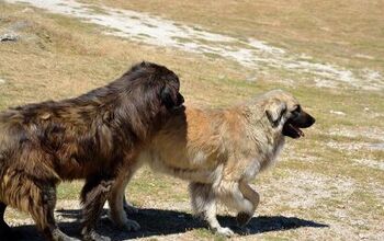 Estrela Mountain Dog