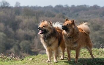 Eurasier