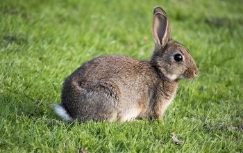 European Rabbit