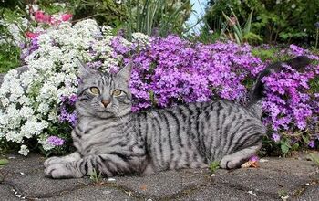 European Shorthair