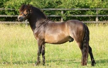 Exmoor Pony