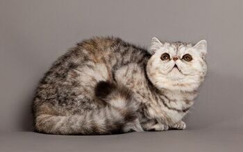 Exotic Shorthair