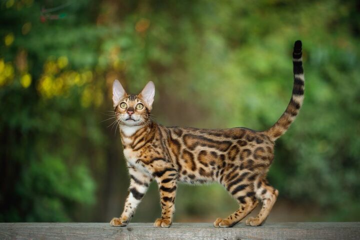 fabulous felines here are 5 most expensive cat breeds in the world, Seregraff Shutterstock