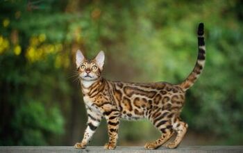 Fabulous Felines: Here Are 5 Most Expensive Cat Breeds In The World