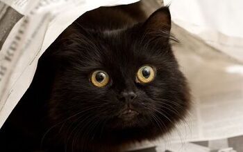 Facts And Myths About Black Cats