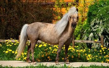 Falabella Miniature Horse