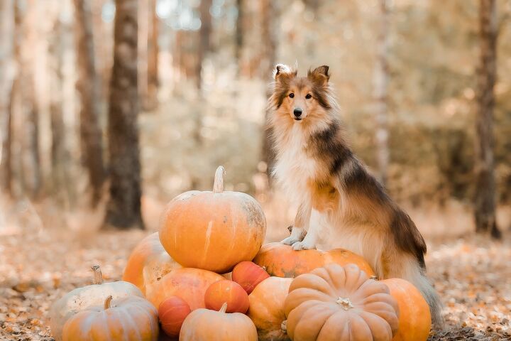 fall activities you can enjoy with your dog, OlgaOvcharenko Shutterstock