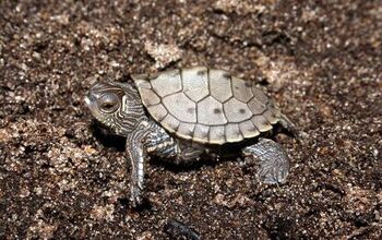 False Map Turtle