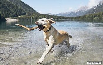 Feed Your Lab Food That’s Built For Them