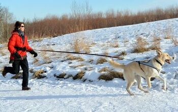 Feel The Burn: Canicross In The Snow