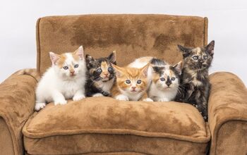 ‘Feline Five’ Study Reveals Cats Have Personality Types