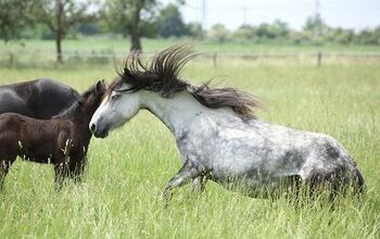 Fell Pony