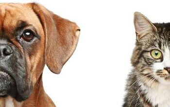 Fighting Like Cats And Dogs: Dealing With A Cat-Aggressive Dog