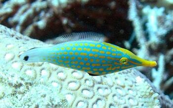 Filefish