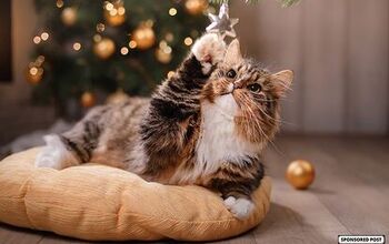 Fill Your Cat’s Stocking With Temptations Treats