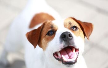 Finney the Jack Russell Terrier Survives 72 Days Alone in Wilderness