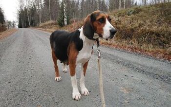 Finnish Hound