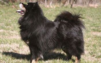 Finnish Lapphund