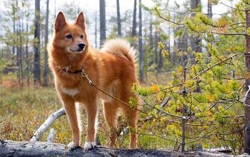 Finnish Spitz