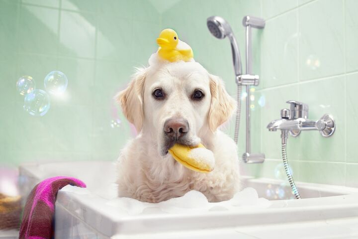 firefighters rescue pooch trapped inside bathroom wall seriously, Photo Credit Stickler Shutterstock com