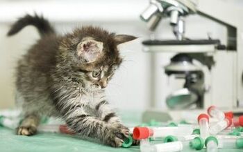 First Ever DNA Test for Cats Hopes to Prevent Health Issues in Felines