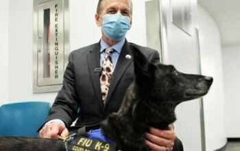 First in US: Amazing Dogs Sniff Out COVID In Miami-Dade Airport