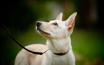 First Thing’s First: Teaching Your Puppy How to Focus