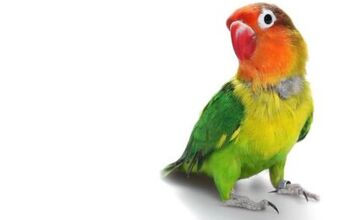 Fischer’s Lovebird