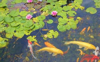 Fish Ponds Let You Take Your Hobby Outside