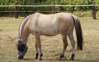 Fjord Horse