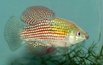 Flagfish